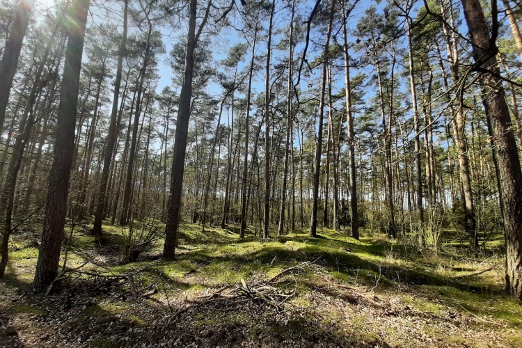 Grobowce sprzed 5500 lat w Lesie&nbsp;Sobockim