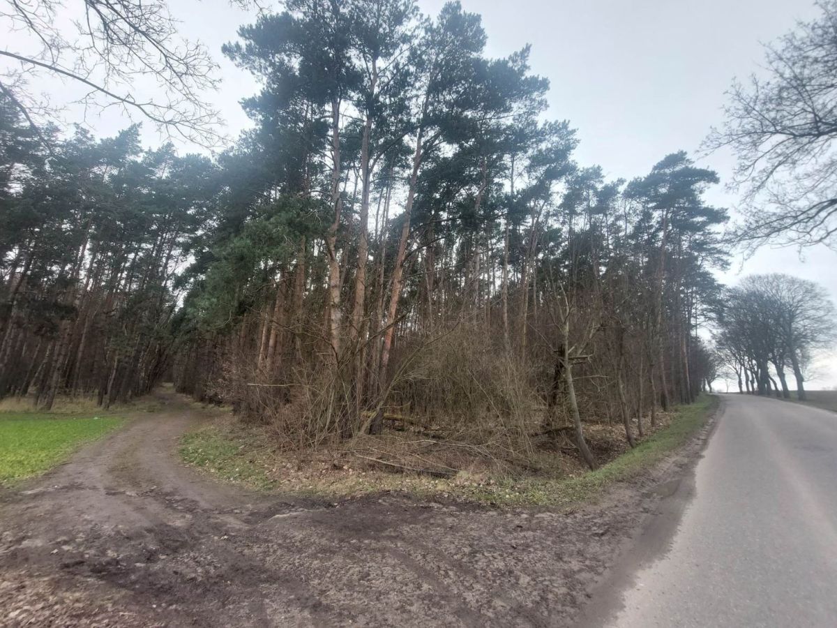 1945: Mogiła żołnierzy Wehrmachtu pod&nbsp;Golęczewem