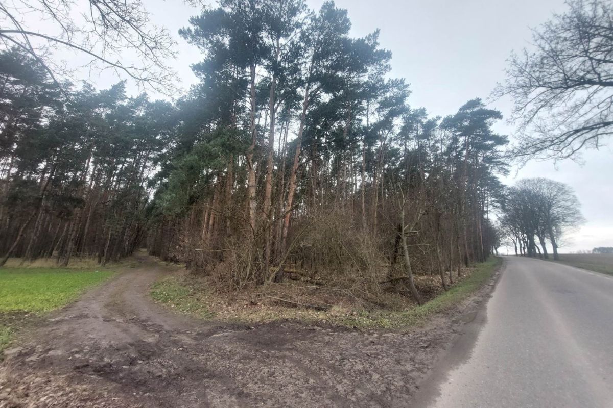 1945: Mogiła żołnierzy Wehrmachtu pod&nbsp;Golęczewem