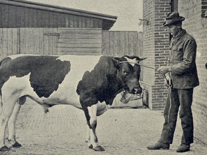 1909: Buhaj z Dworcowej&nbsp;38